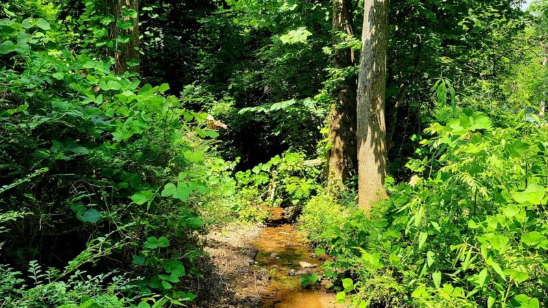 Cherokee Bluff Dam Railroad Trail- Trailhead - Dadeville, AL