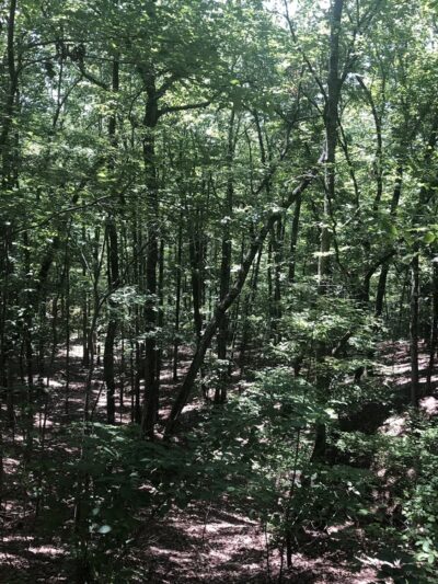 Cherokee Ridge Alpine Trail - Dadeville, AL
