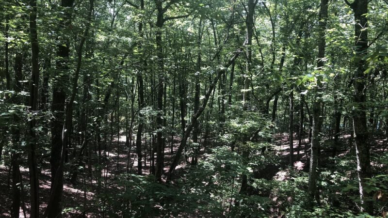 Cherokee Ridge Alpine Trail - Dadeville, AL