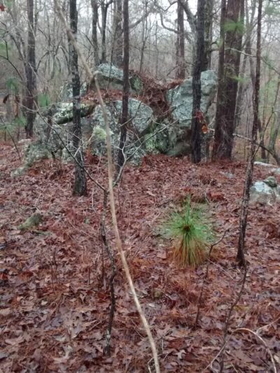 Park place - Dadeville, AL