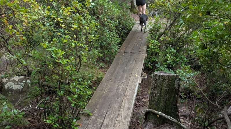 The Deadening Alpine Trailhead - Dadeville, AL