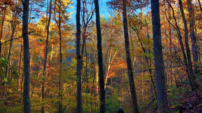 Lake Zwerner Trail and Pulloff - Dahlonega, GA