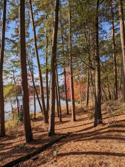Daingerfield State Park - Daingerfield, TX
