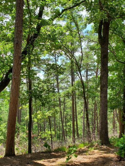 Daingerfield State Park - Daingerfield, TX