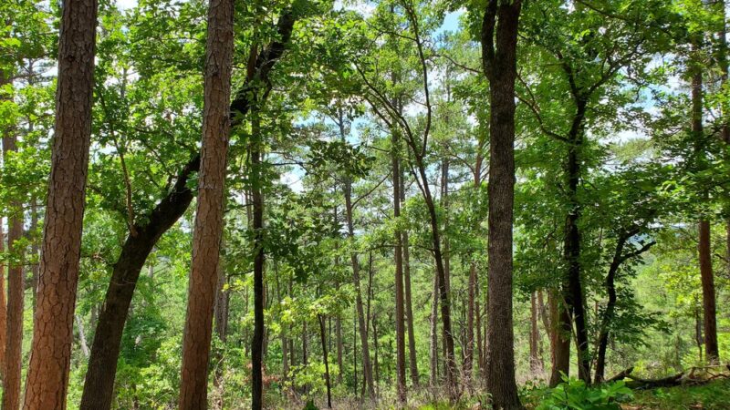 Daingerfield State Park - Daingerfield, TX