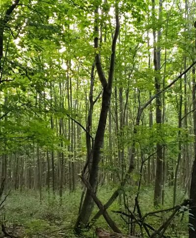 Carlton Hill Multiple Use Area - Dale, NY