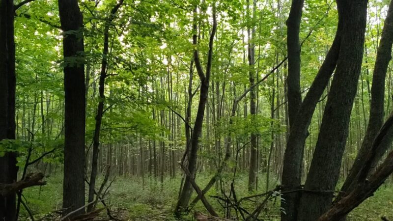 Carlton Hill Multiple Use Area - Dale, NY