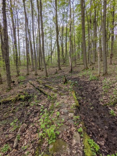 Carlton Hill Multiple Use Area - Dale, NY