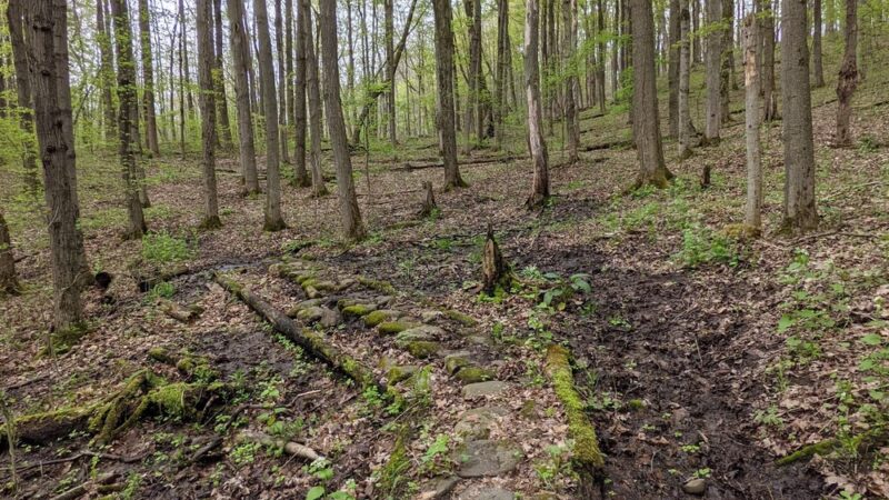 Carlton Hill Multiple Use Area - Dale, NY