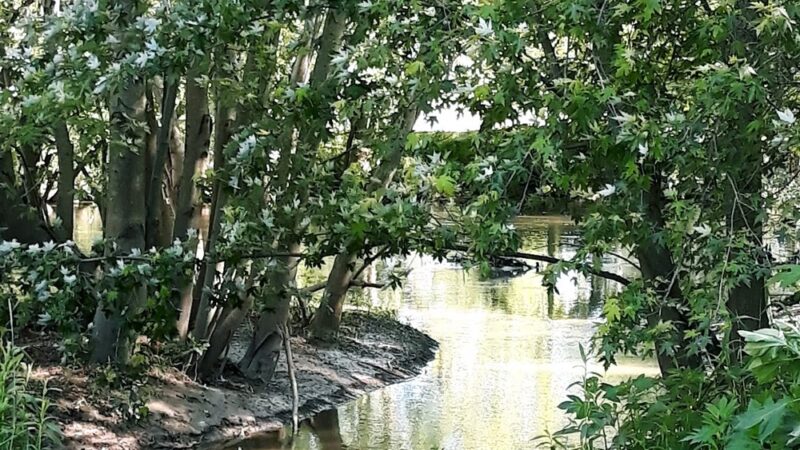 David E. Shellabarger Park - Daleville, IN