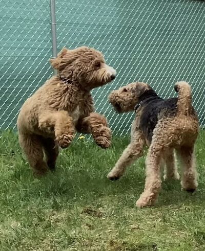 bark.sniff.play! Doggy Daycare - Dallas, PA