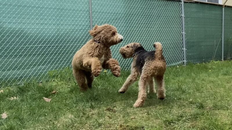 bark.sniff.play! Doggy Daycare - Dallas, PA