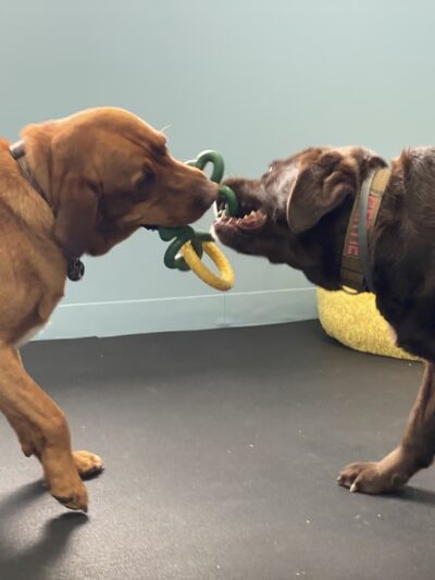 bark.sniff.play! Doggy Daycare - Dallas, PA
