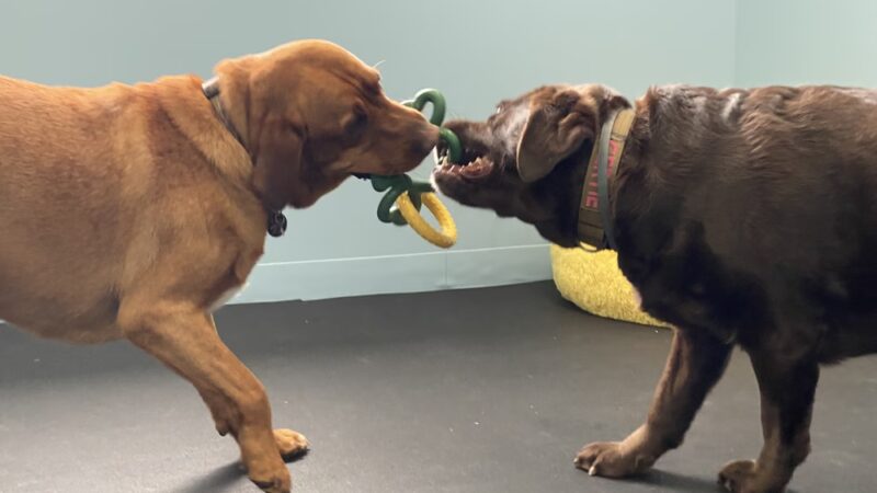 bark.sniff.play! Doggy Daycare - Dallas, PA