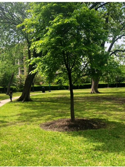 Abbott Park-highland park - Dallas, TX