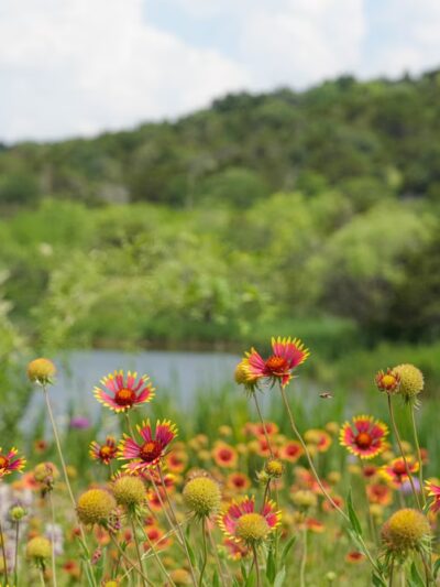 Cedar Ridge Preserve - Dallas, TX