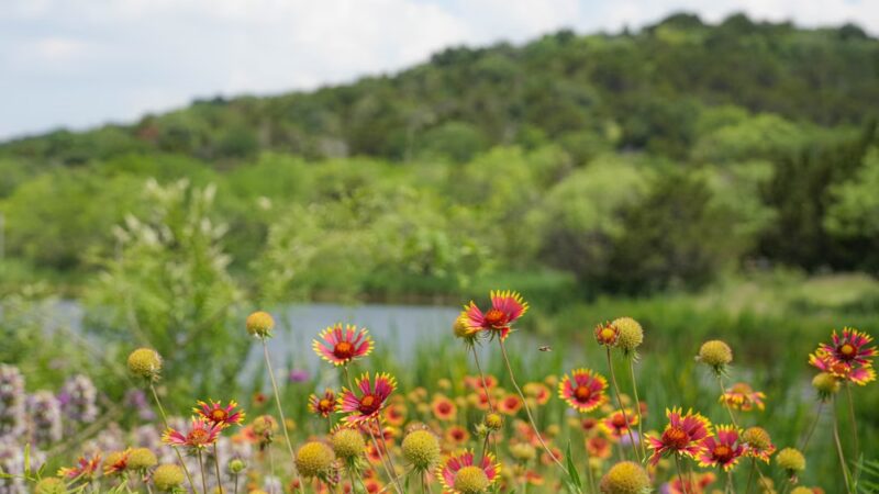 Cedar Ridge Preserve - Dallas, TX