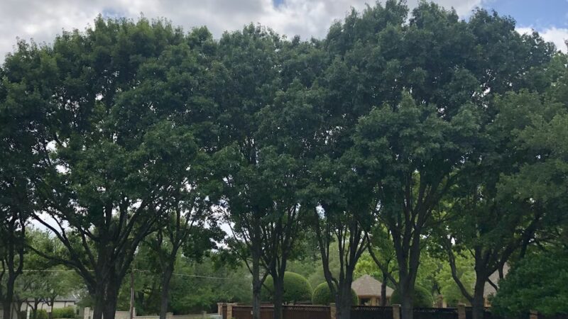 Celestial Park - Dallas, TX