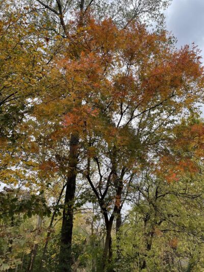 Cox Lane Park - Dallas, TX