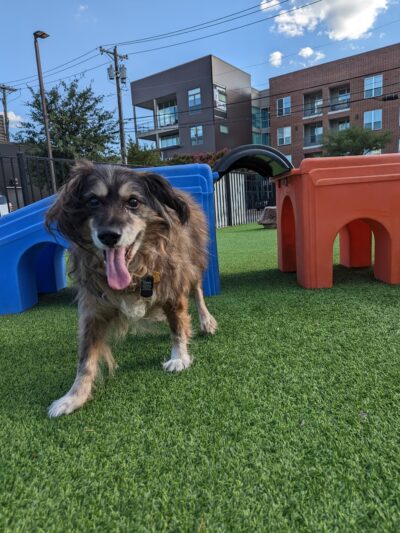 Credit Union of Texas Dog Park - Dallas, TX