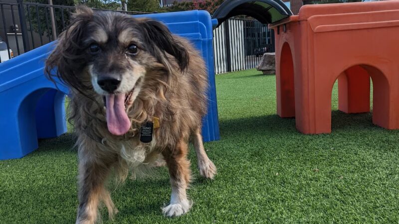 Credit Union of Texas Dog Park - Dallas, TX