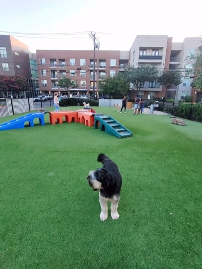 Credit Union of Texas Dog Park - Dallas, TX