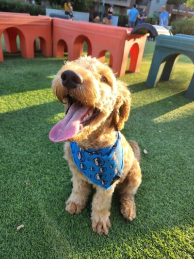 Credit Union of Texas Dog Park - Dallas, TX