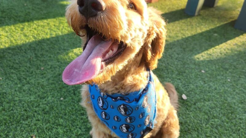 Credit Union of Texas Dog Park - Dallas, TX