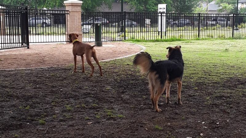 Crockett Park - Dallas, TX