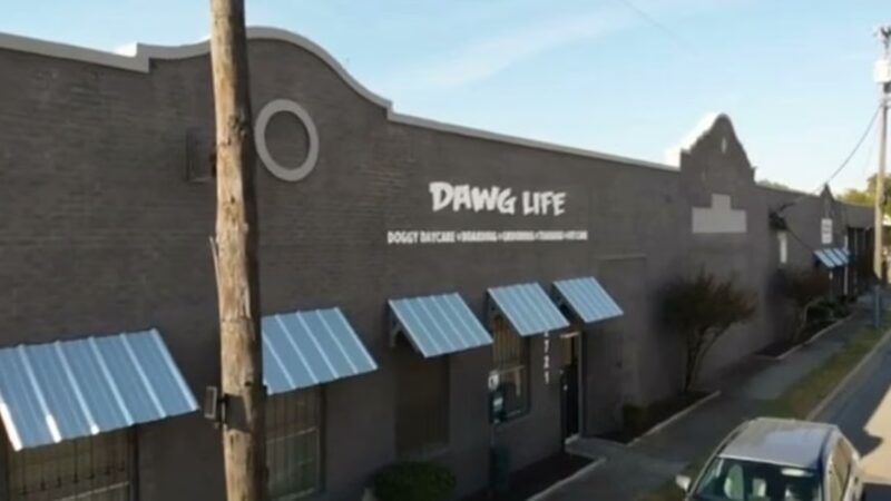 Dawg Life Doggy Daycare & Boarding - Dallas - Dallas, TX