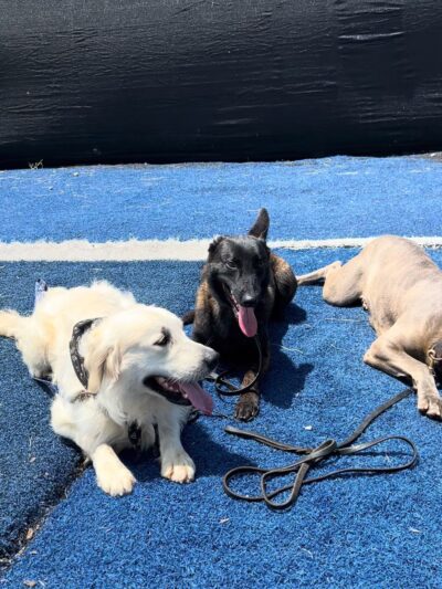 Dawg Life Doggy Daycare & Boarding - Dallas - Dallas, TX