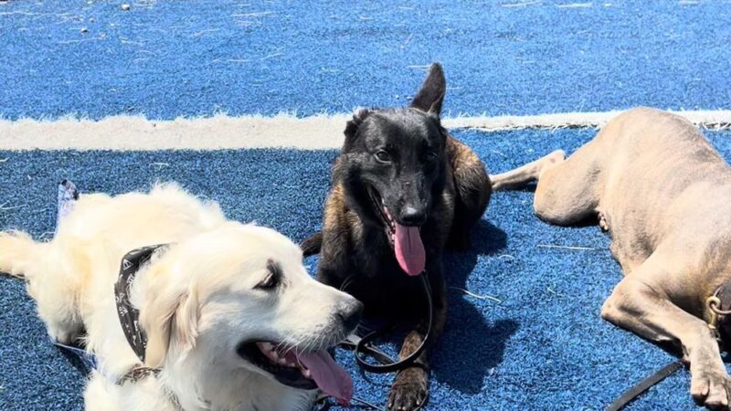 Dawg Life Doggy Daycare & Boarding - Dallas - Dallas, TX