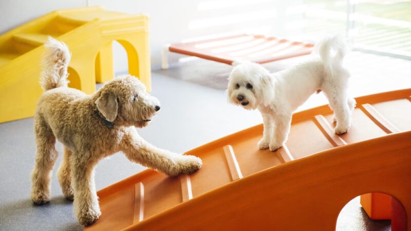 Dogtopia of Park Lane - Dallas, TX