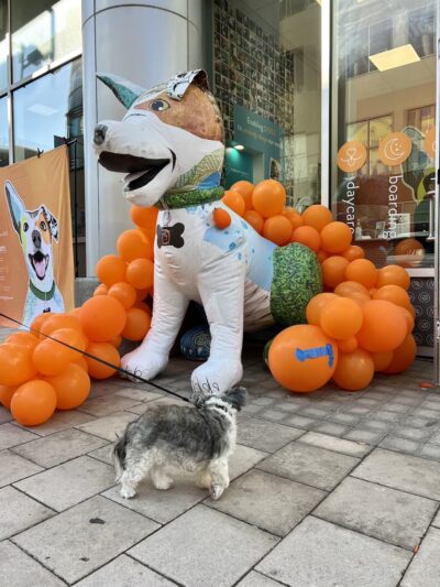 Dogtopia of Park Lane - Dallas, TX