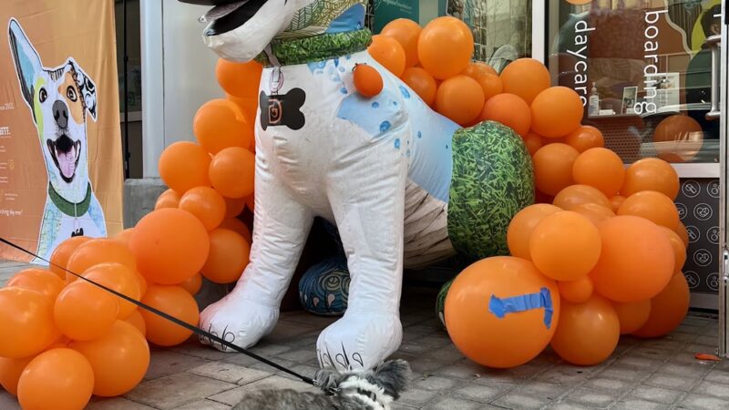 Dogtopia of Park Lane - Dallas, TX