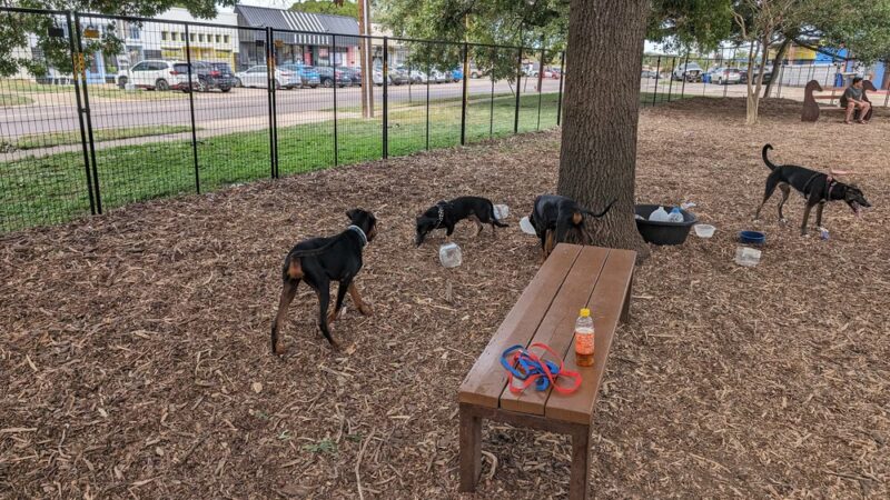 Elmwoof Dog Park - Dallas, TX