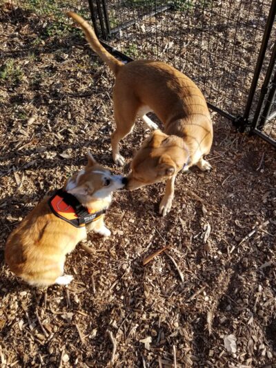 Elmwoof Dog Park - Dallas, TX