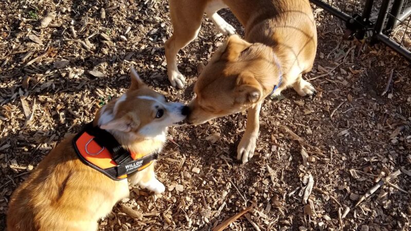 Elmwoof Dog Park - Dallas, TX