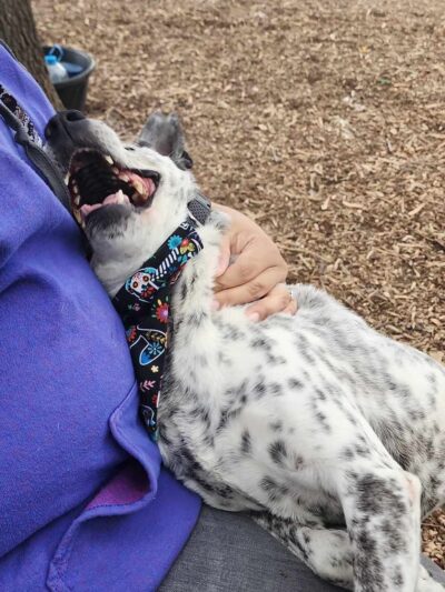 Elmwoof Dog Park - Dallas, TX