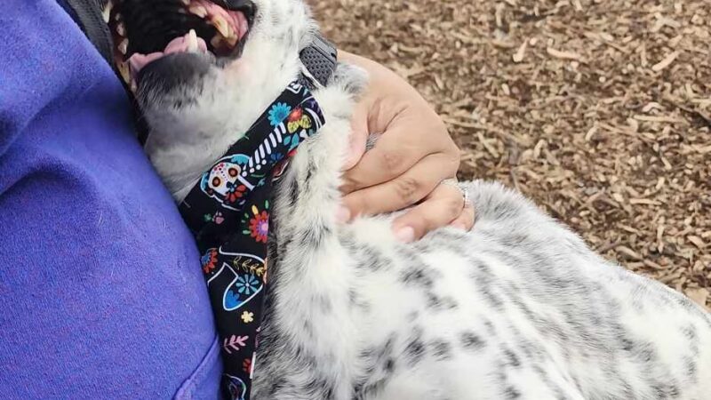 Elmwoof Dog Park - Dallas, TX