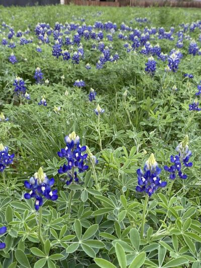 Everglade Park - Dallas, TX