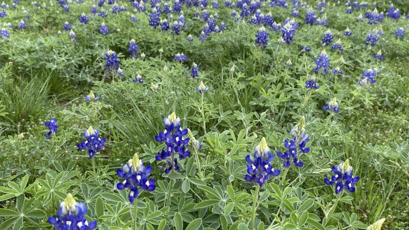 Everglade Park - Dallas, TX