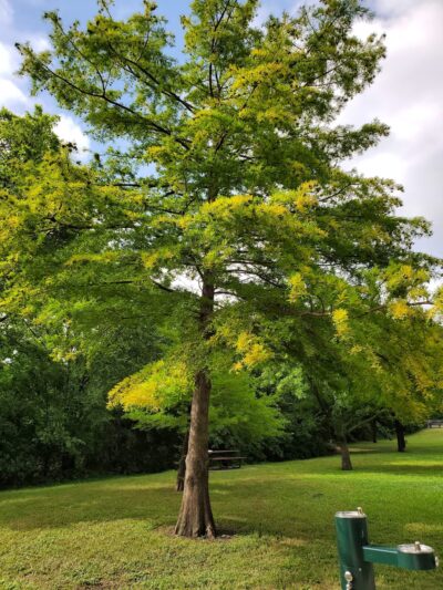 Frankford Park - Dallas, TX
