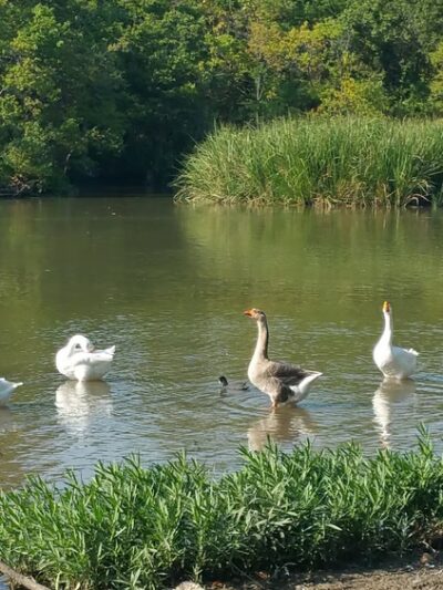 Jamestown Park - Dallas, TX