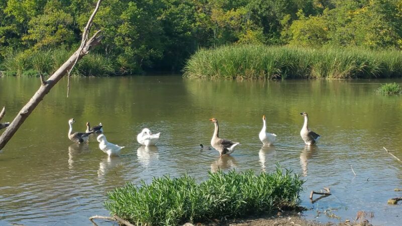 Jamestown Park - Dallas, TX