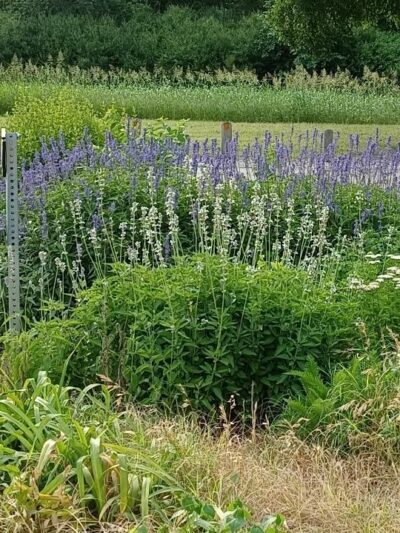 Kiest Park Conservation Area - Dallas, TX