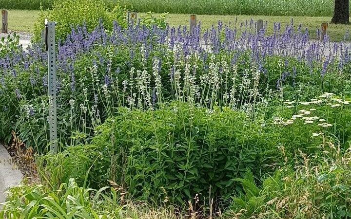Kiest Park Conservation Area - Dallas, TX