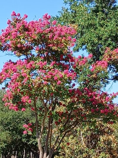 Kiest Park Conservation Area - Dallas, TX