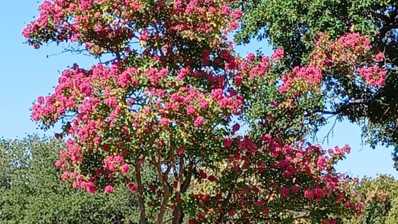 Kiest Park Conservation Area - Dallas, TX