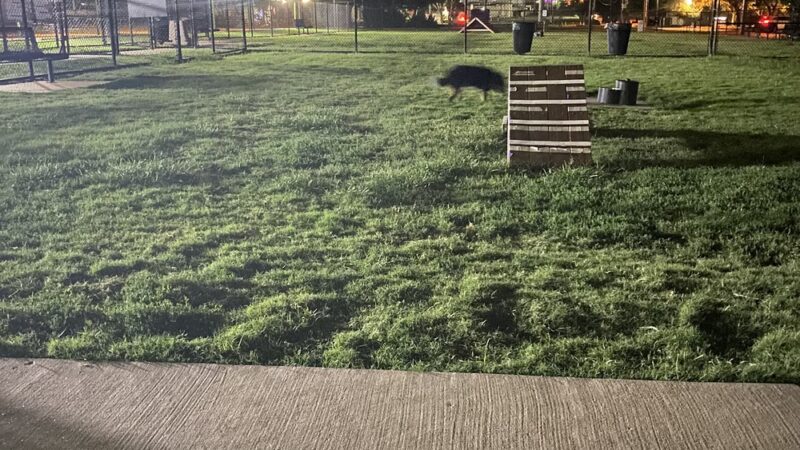 Redding Trail Dog Park - Dallas, TX